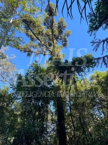 Área  para venda em Taquara, Fazenda Fialho - 4.300m² 