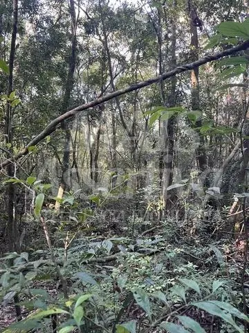 Área  para venda em Taquara, Fazenda Fialho - 4.300m² 
