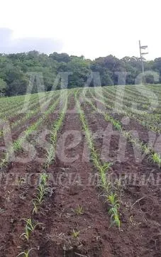 Excelente Sítio à venda em Aguapés, Osório/RS - 16 hectares