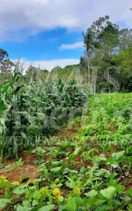 Excelente Sítio à venda em Aguapés, Osório/RS - 16 hectares