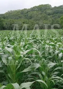 Excelente Sítio à venda em Aguapés, Osório/RS - 16 hectares