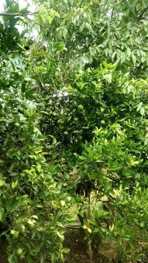 Chácara para Venda em Taquara / RS no bairro Santa Cruz da Concórdia