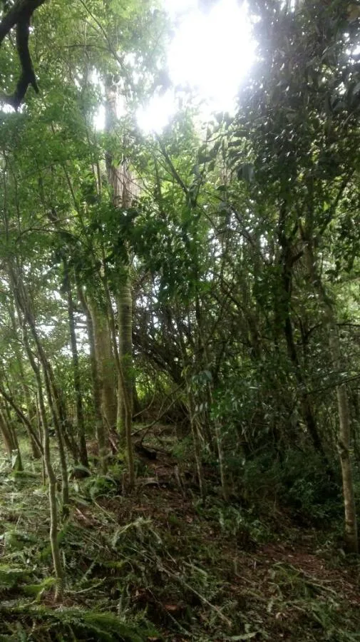 Chácara para Venda em Taquara / RS no bairro Santa Cruz da Concórdia