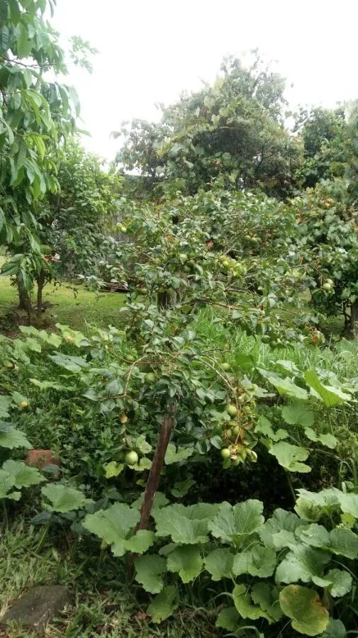 Chácara para Venda em Taquara / RS no bairro Santa Cruz da Concórdia