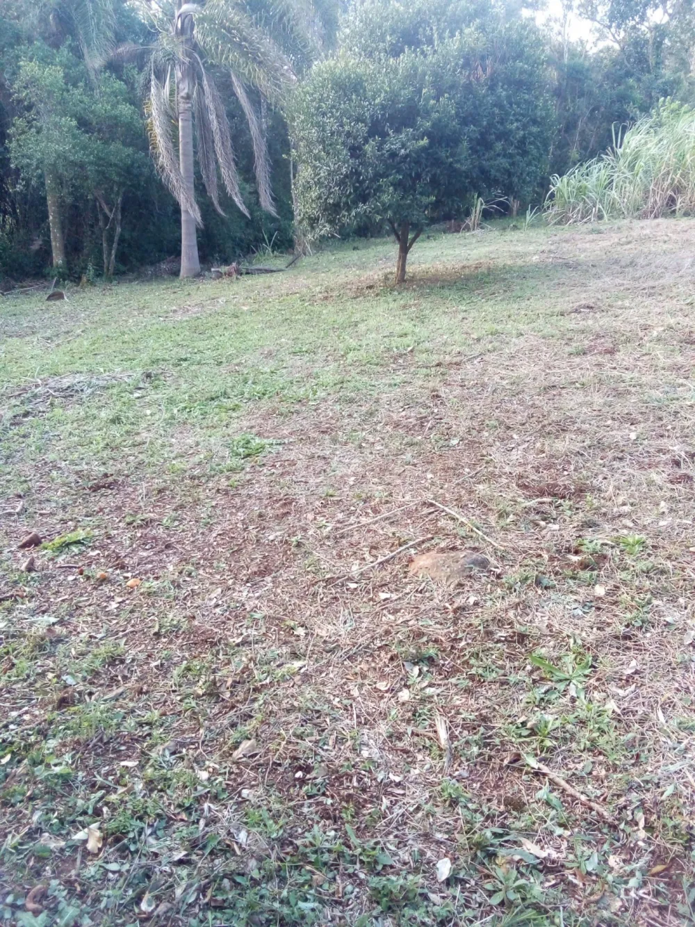 Chácara para venda em Rolante (8.000m²)