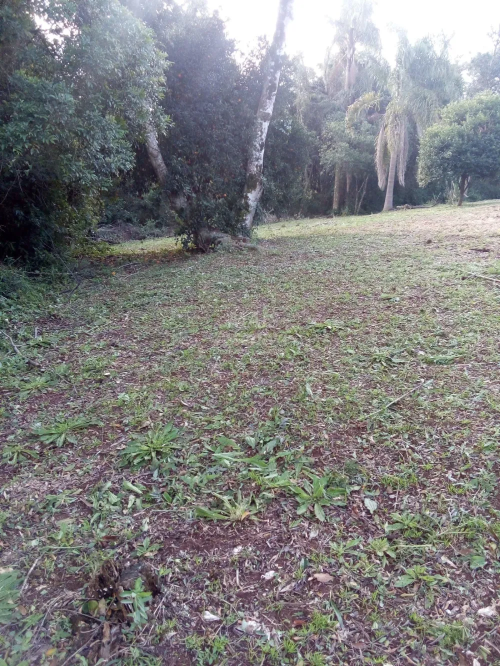 Chácara para venda em Rolante (8.000m²)