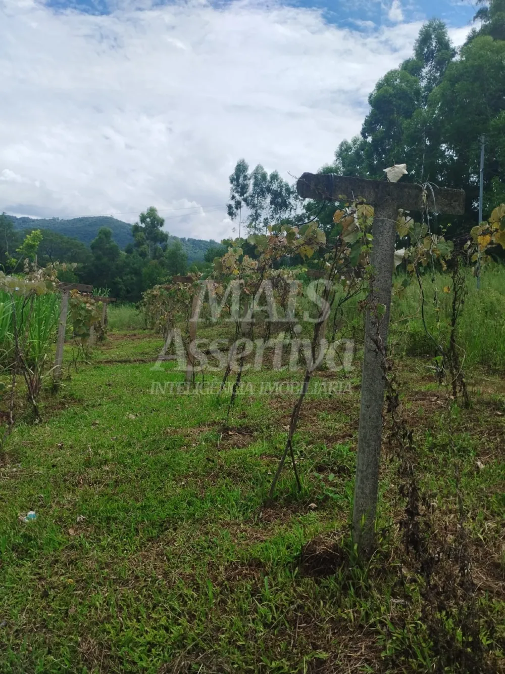 Sítio / Chácara para Venda no bairro Picada Verão em Sapiranga