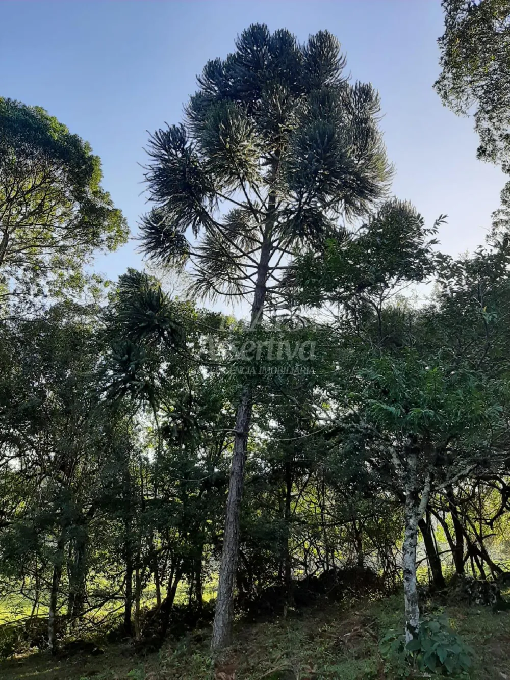 Área de 10 hectares para venda em São Francisco de Paula 