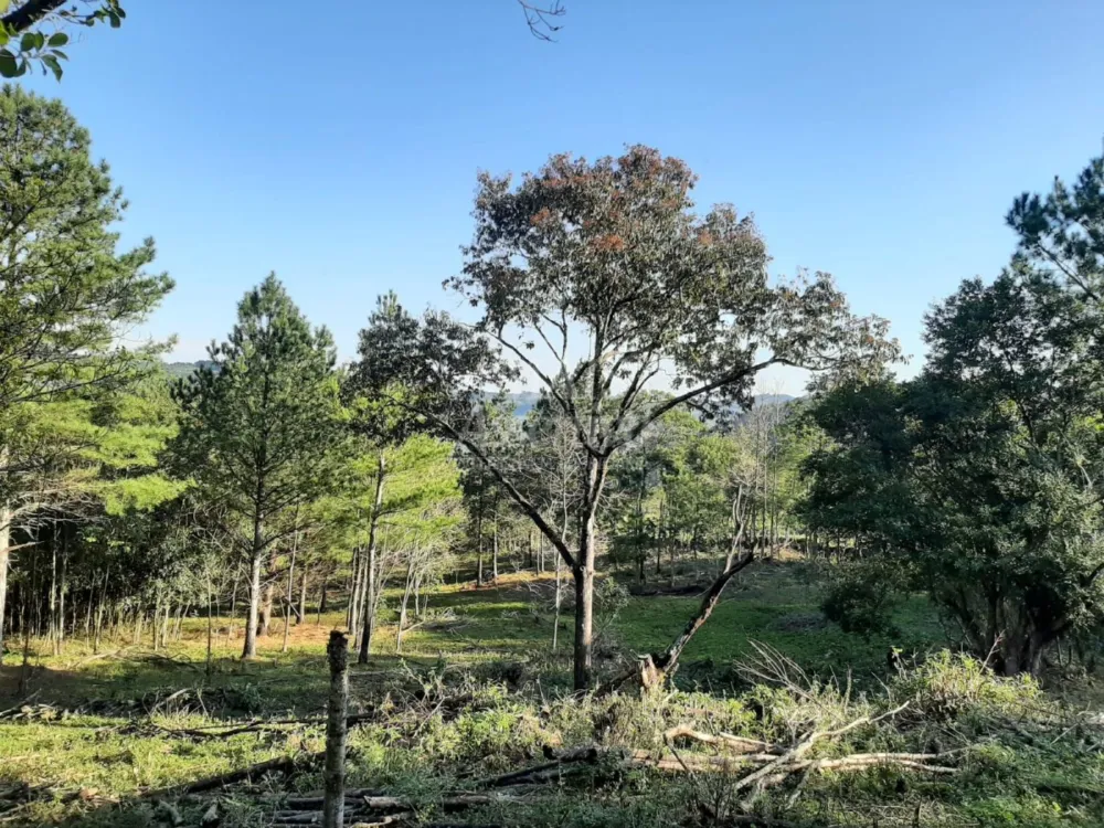 Área de 10 hectares para venda em São Francisco de Paula 