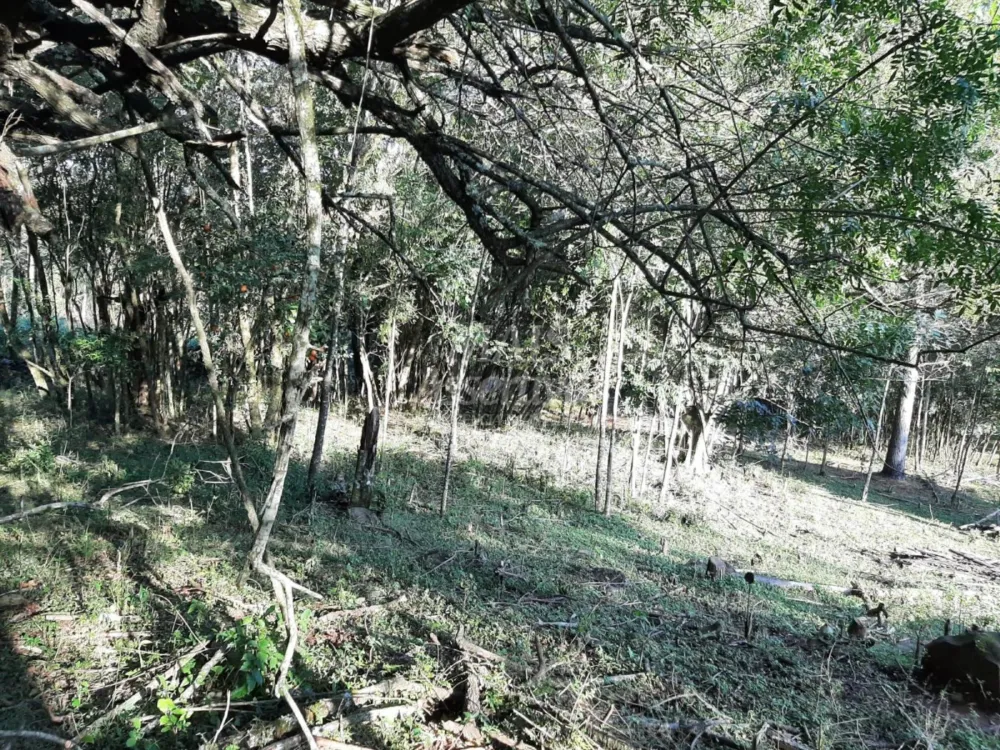Área de 10 hectares para venda em São Francisco de Paula 