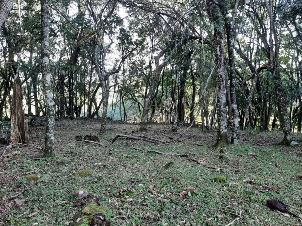 Área de 10 hectares para venda em São Francisco de Paula 