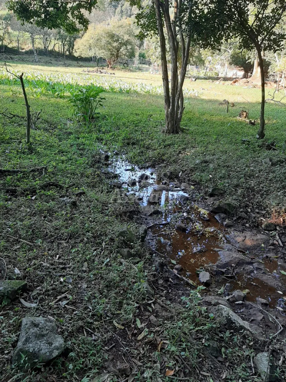 Área de 10 hectares para venda em São Francisco de Paula 