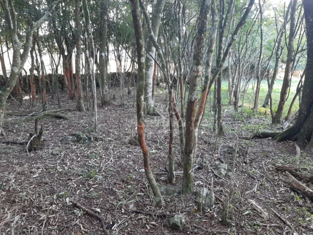 Área de 10 hectares para venda em São Francisco de Paula 