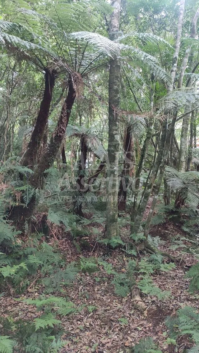 Terreno para venda loteamento colinas, são francisco de paula 