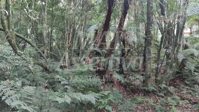 Terreno para venda loteamento colinas, são francisco de paula 