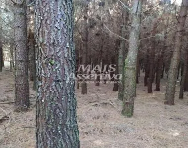 Sítio para Venda em São Francisco De Paula / RS
