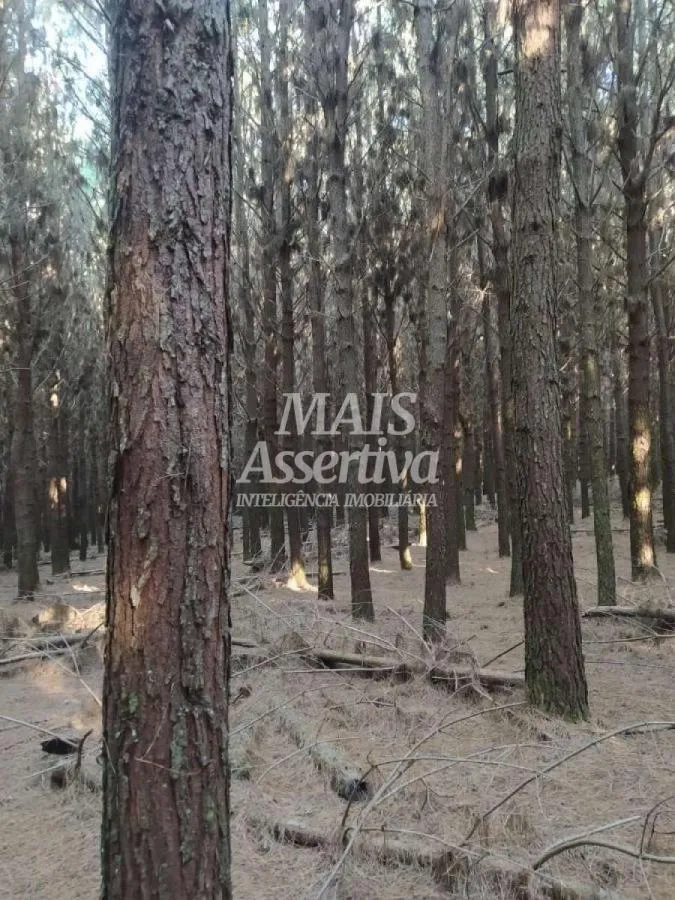 Sítio para Venda em São Francisco De Paula / RS