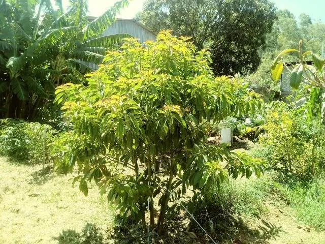 Chácara para Venda em Taquara / RS no bairro Fazenda Fialho