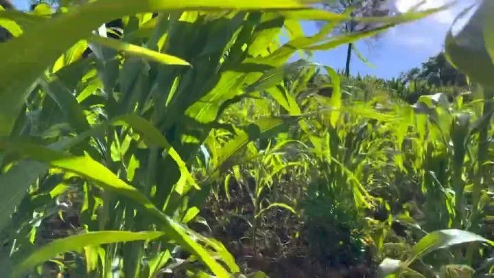 Chácara para Venda em Santo Antônio da Patrulha / RS no bairro Roça Grande