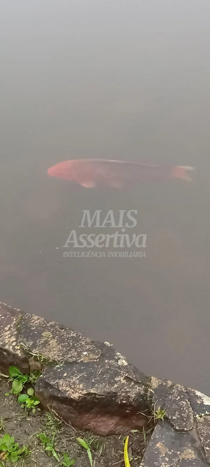 Terreno com container para venda no Lotealmente Colinas, São Francisco de Paula