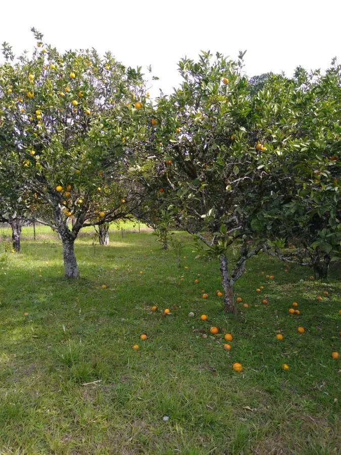 Chácara para Venda em Gramado / RS no bairro Várzea Grande Linha Carara