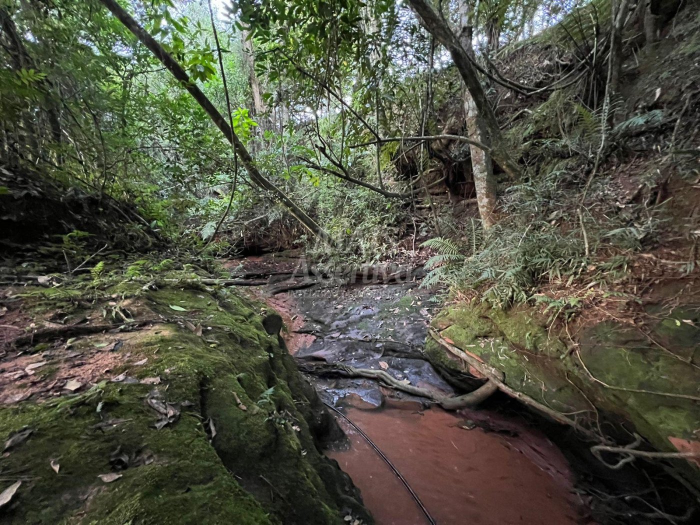Chácara de 10 hectares para venda em Lomba Grande, Novo Hamburgo