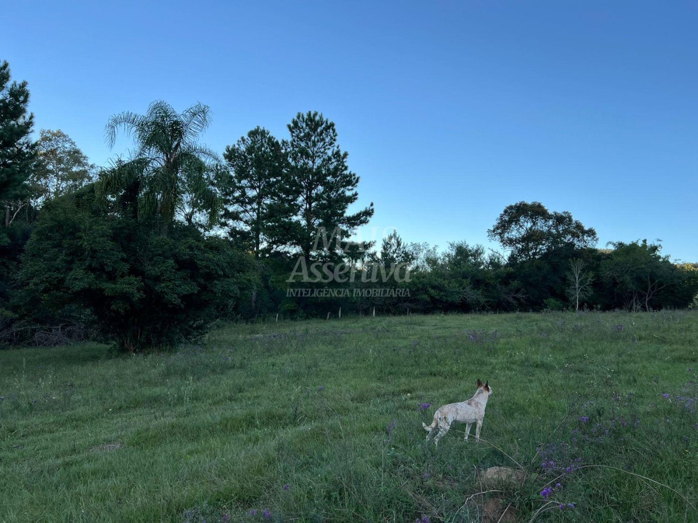 Chácara de 10 hectares para venda em Lomba Grande, Novo Hamburgo