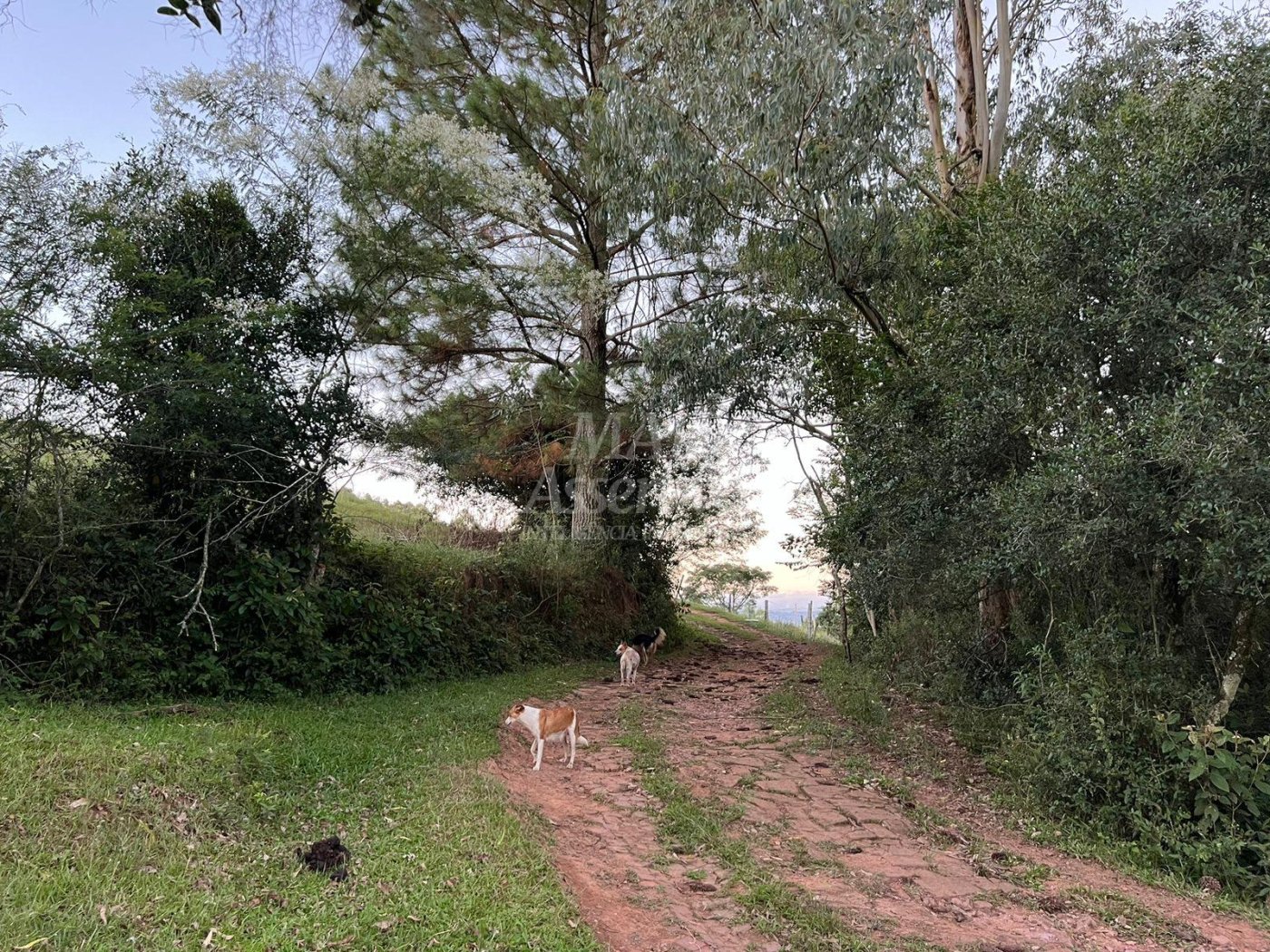 Chácara de 10 hectares para venda em Lomba Grande, Novo Hamburgo